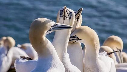 2025年最新有偿供卵是什么意思推荐(今日分享试管婴儿供卵是什么意思)